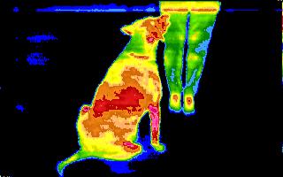 thermal image of dog