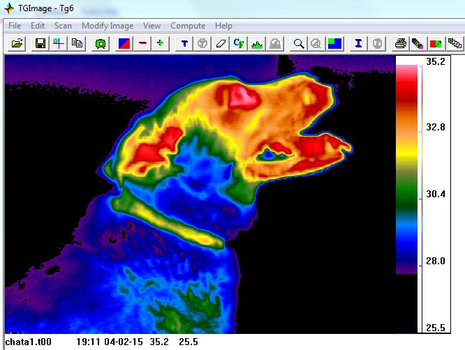 dog thermal
                            image