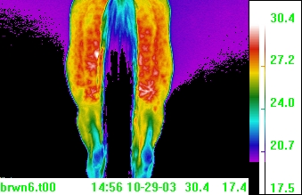thermal image equine hind muscle tear