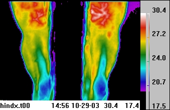 muscle tear on
                          horse