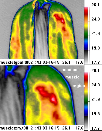 thermal image
                                                    of horse buttocks
                                                    with muscle tear