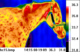 thermal image of horse head & neck