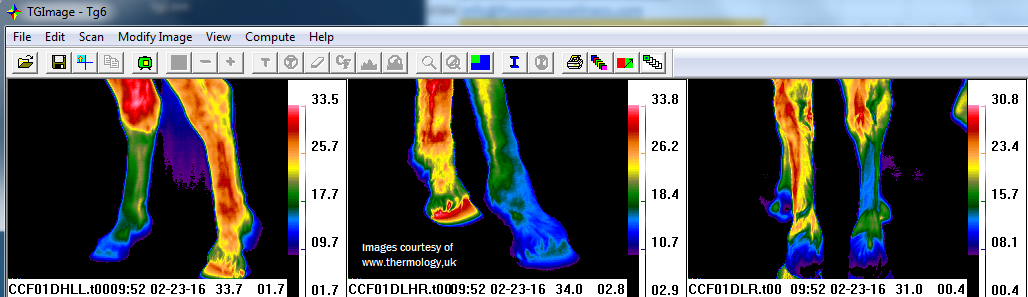 thermal view of horse's legs
                                      with nerve damage
