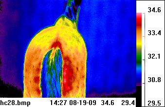 thermal
                          image horse spine