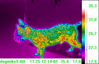 Scottish Terrier thermal image