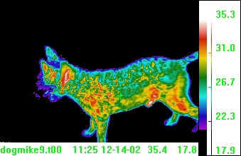 thermal
                image small dog