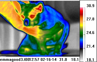 Thermogram of Siamese cat