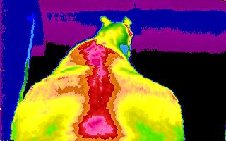 Full spine digital
                                          infrared thermal image of
                                          horse